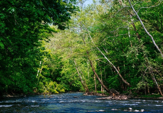 Green trees stand tall above the Cuyahoga River.