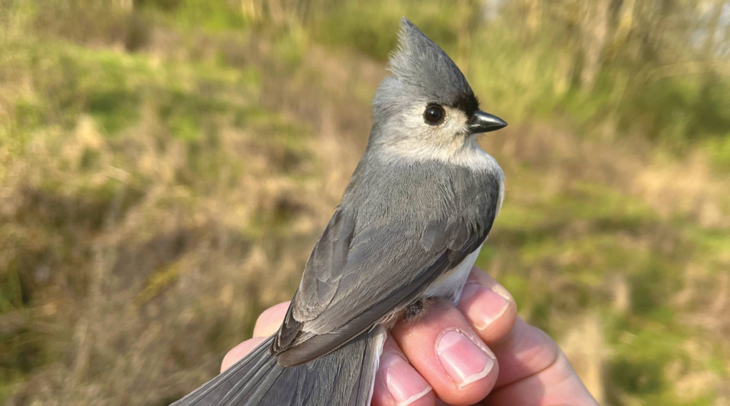 gray bird with white neck in hand