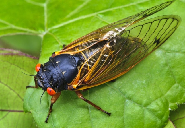 A cicada on a bright green leaf.