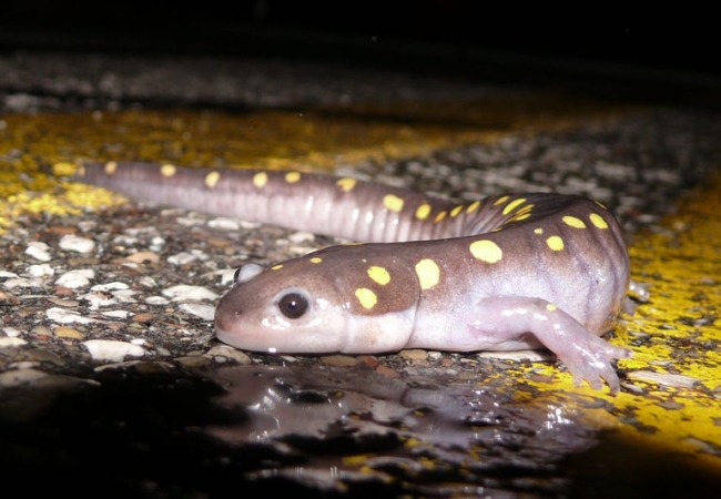 A spotted salamander on a paved road.