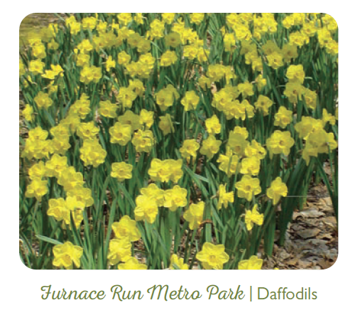 A group of yellow and green daffodils at Furnace Run Metro Park