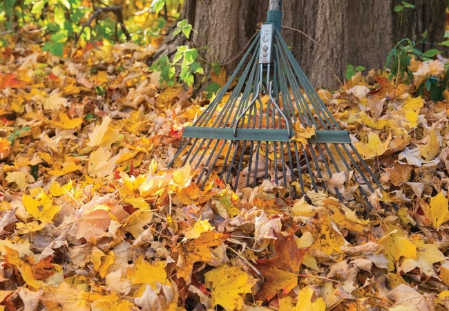 A rake stands against a tree with fallen leaves covering the ground.