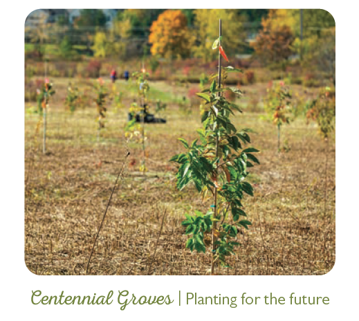 Newly planted saplings at the Munroe Falls Metro Park — Tallmadge Meadows Area Centennial Grove