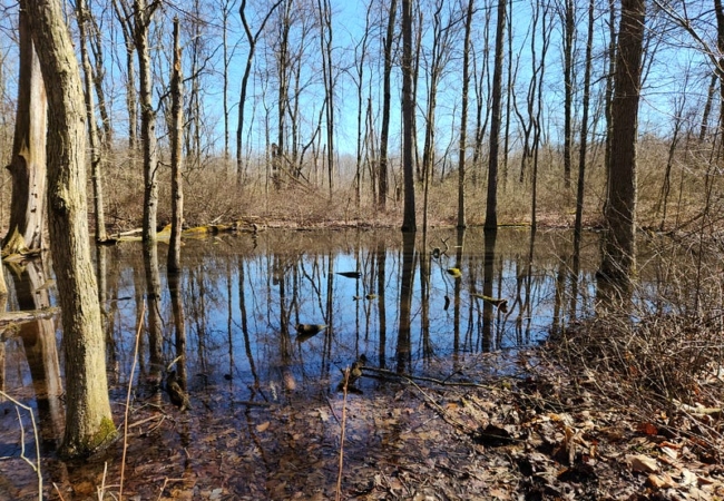 What looks like a small pond located in the middle of the woods.