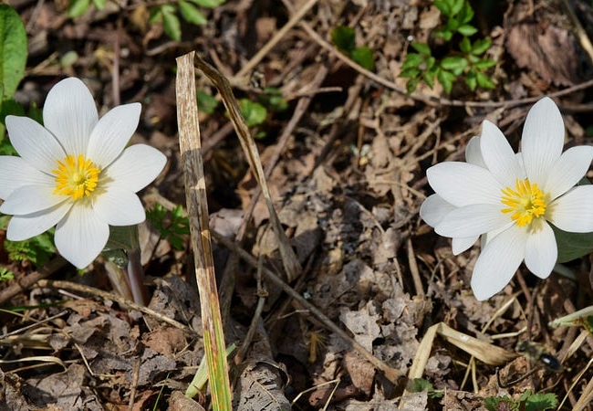 Two bloodroot flowers blooming, showing off white petals and yellow centers.