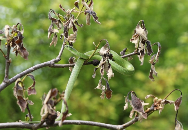 A green snake resting around a tree branch with dead leaves.