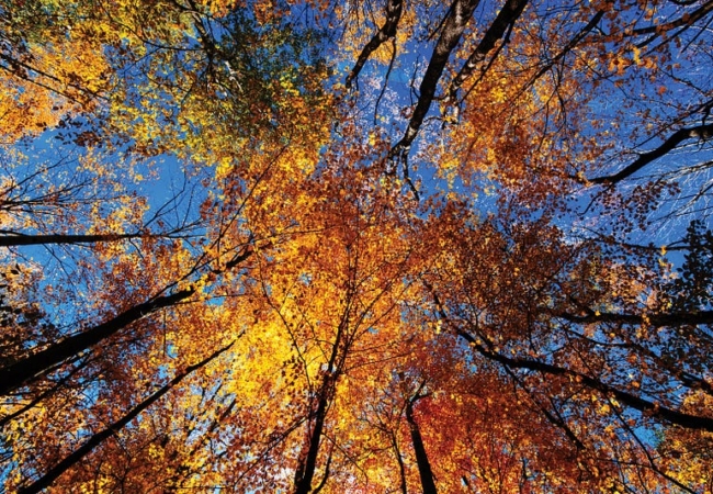 A tree canopy with orange and yellow leaves obscures the clear blue sky above it.