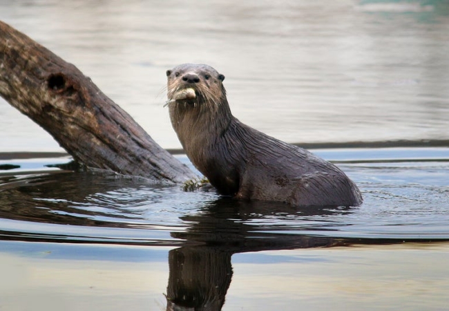 A river otter standing on a log in the water, a fish hanging out of its mouth.