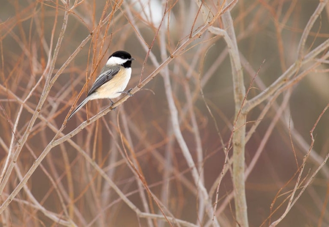 A black-capped chickadee sits on a branch.