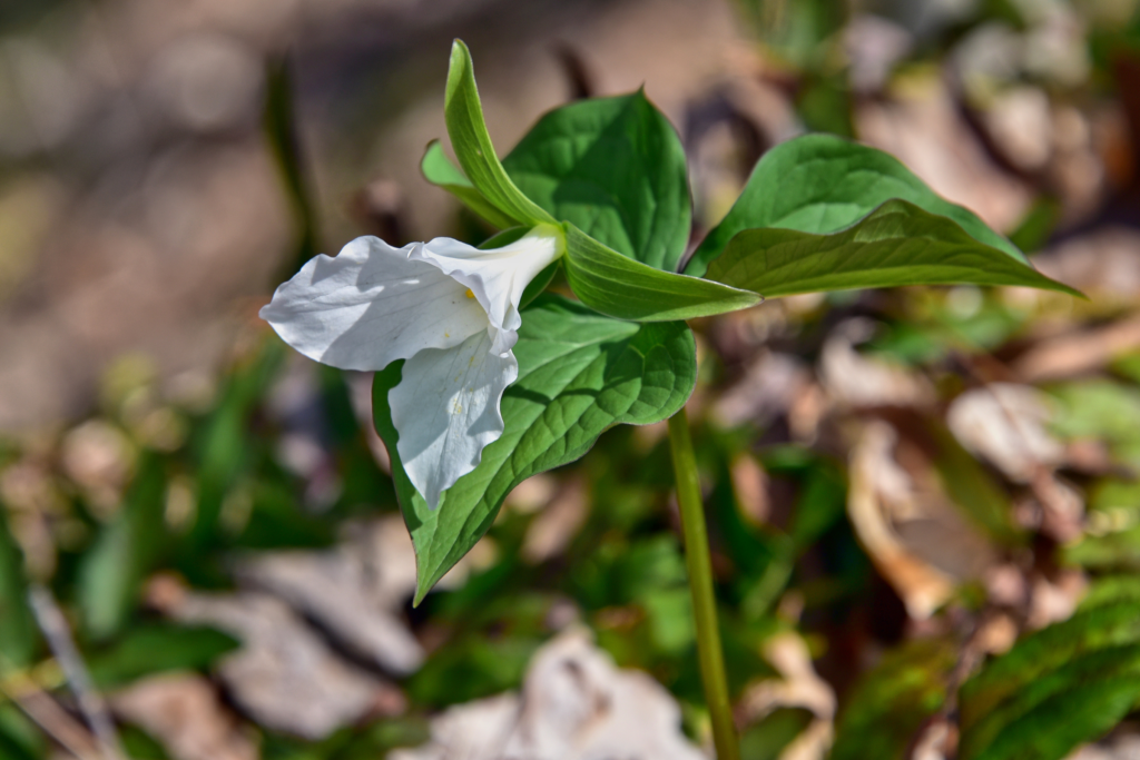 white flower blooms among brown leaves