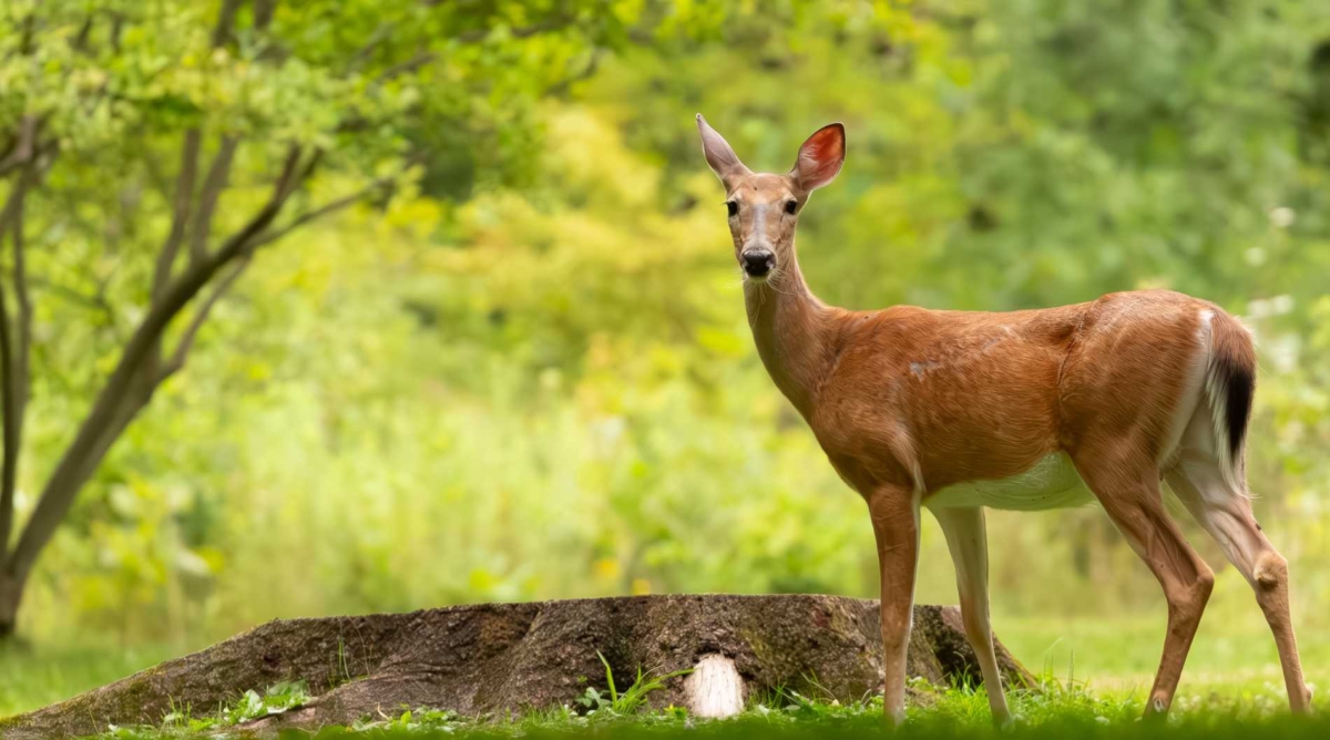 White-tailed deer standing by a tree stump