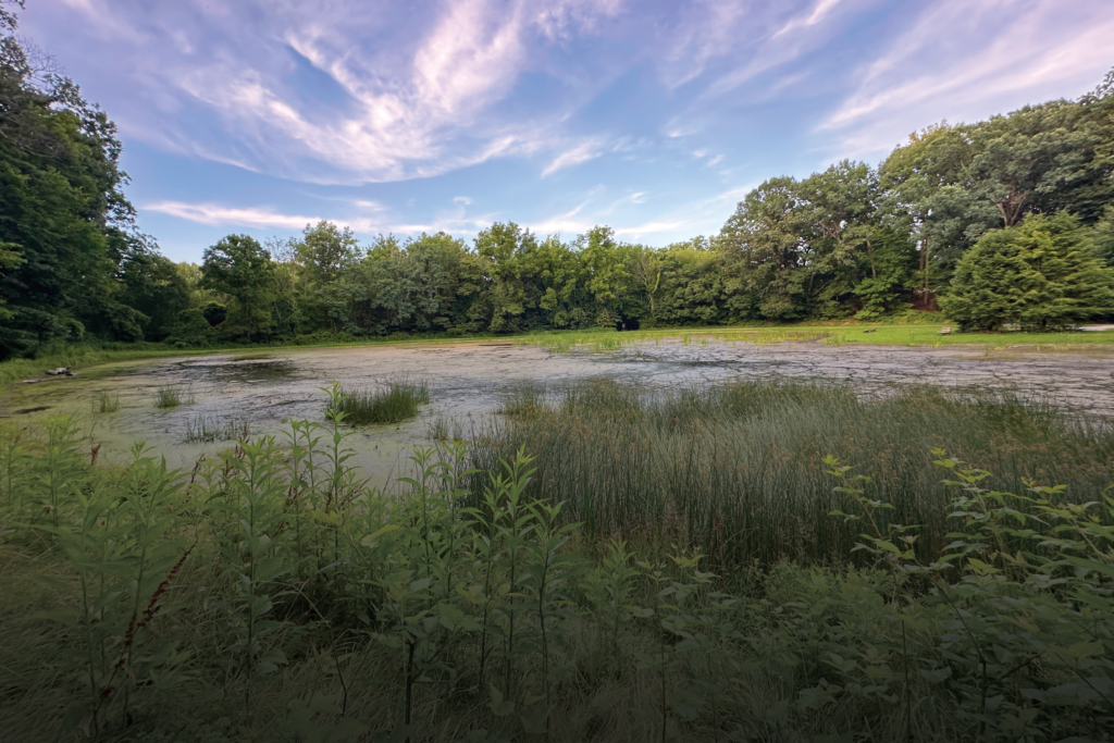 wetland at Bend Bend Area of Sand Run Metro Park during BioBlitz