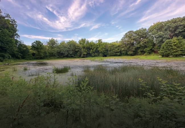 wetland at Bend Bend Area of Sand Run Metro Park during BioBlitz