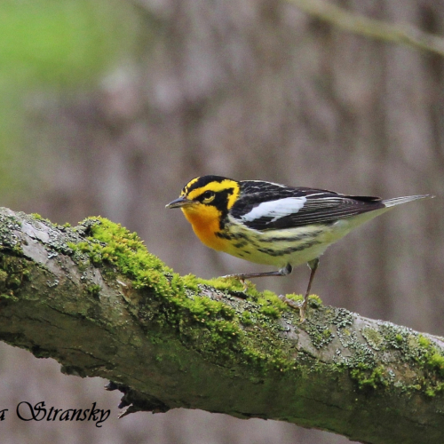 A Blackburnian Warbler in Deep Lock Quarry Metro Park.