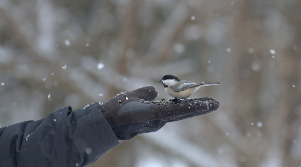 A chickadee sits on a gloved hand with snow falling around it.