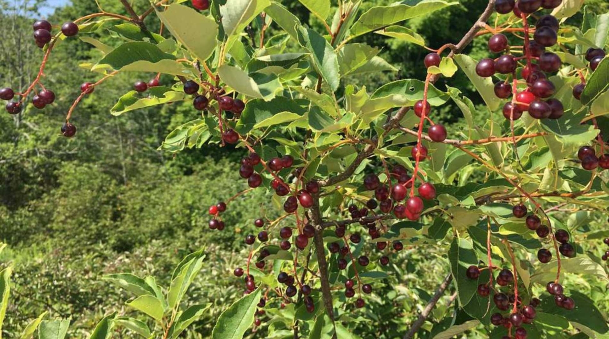 Chokecherry bush full of fruit