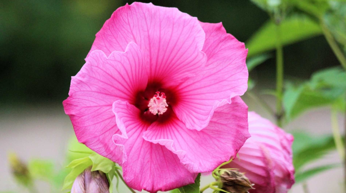 Crimson-eyed Rose Mallow flower