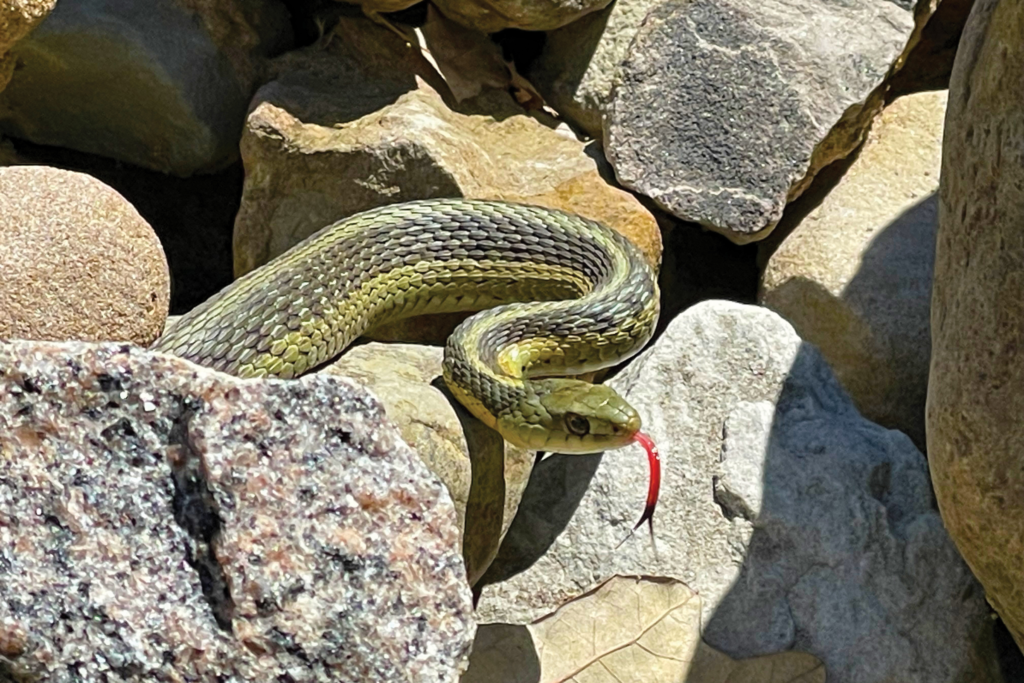 Garter snake in a rock pile at Liberty Park field office