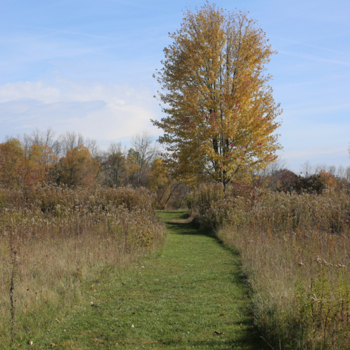 Path through the woods