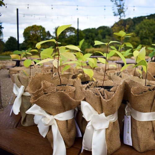 Tree sappling giveaway in Cascade Valley.