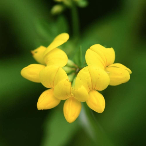 Bird's-foot trefoil flower.