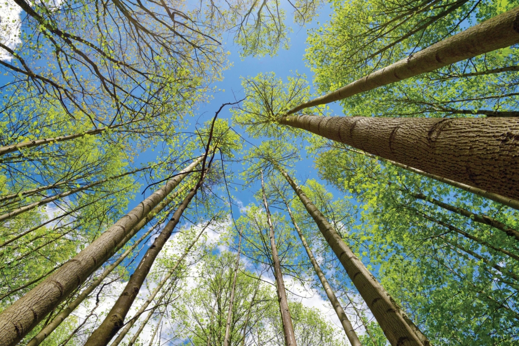 View of the sky through the trees at Munroe Falls Metro Park. Photo by JJ Prekop Jr.