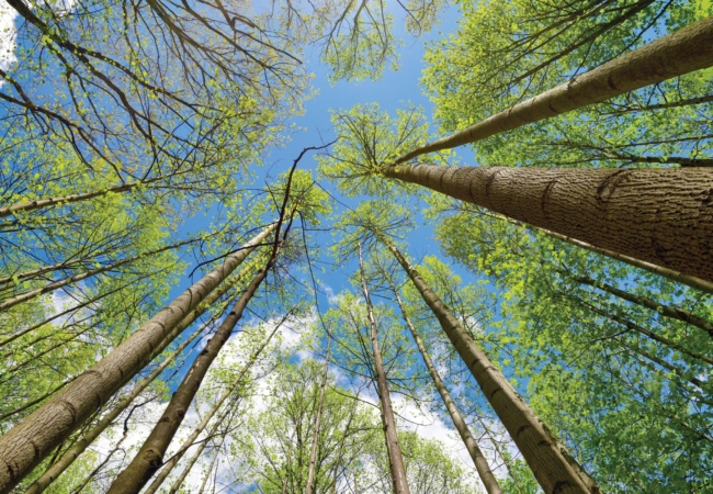 View of the sky through the trees at Munroe Falls Metro Park. Photo by JJ Prekop Jr.