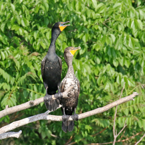 Cormorants near the Manchester Road Trailhead.