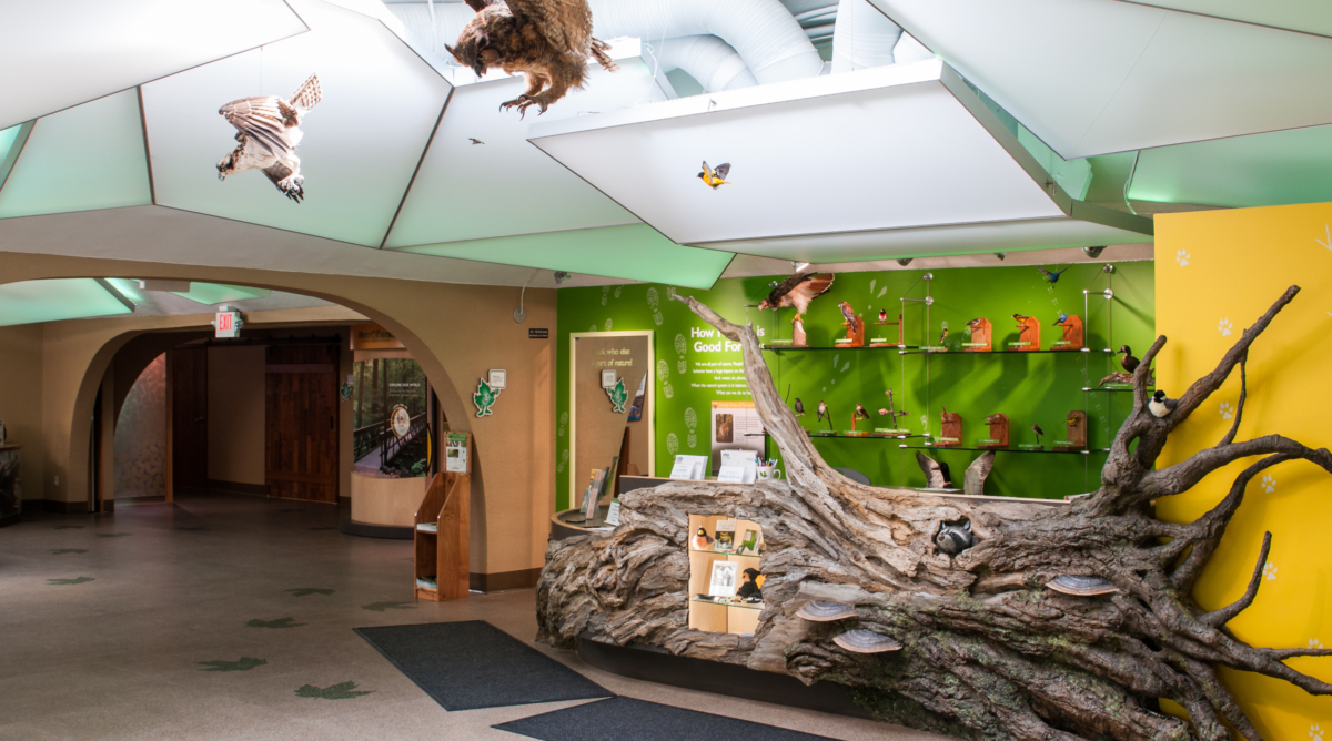 A reception desk made of branches sits in the middles of a brightly colored entry. A taxidermy bird hangs from the ceiling.