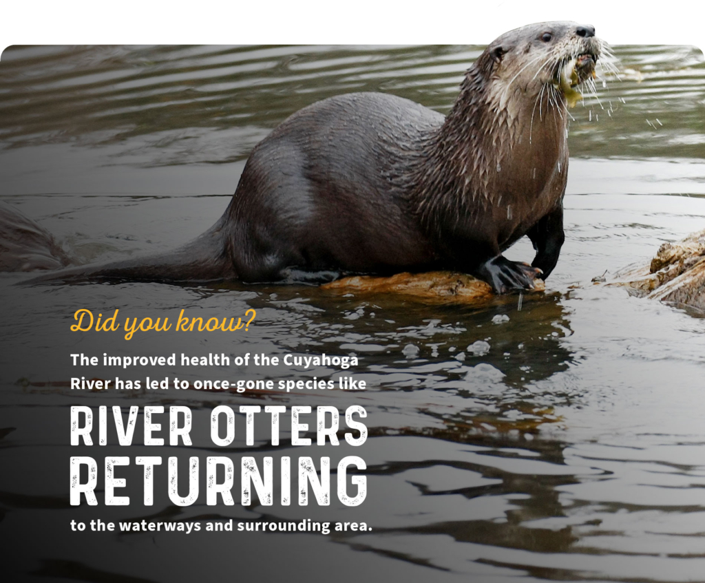 River otter with a fish in its mouth. River otters returned to the Cuyahoga River with improved river health.