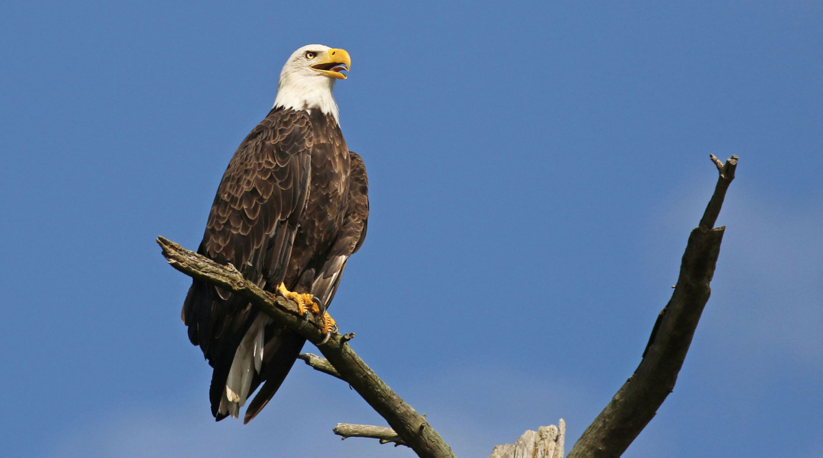 American Bald Eagle in a tree