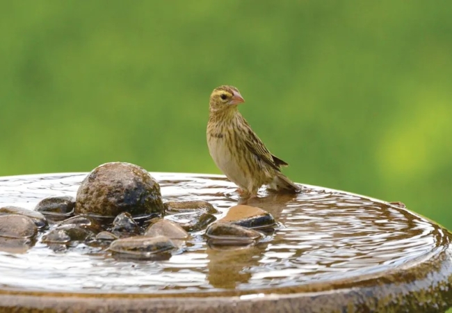 bird in bird bath