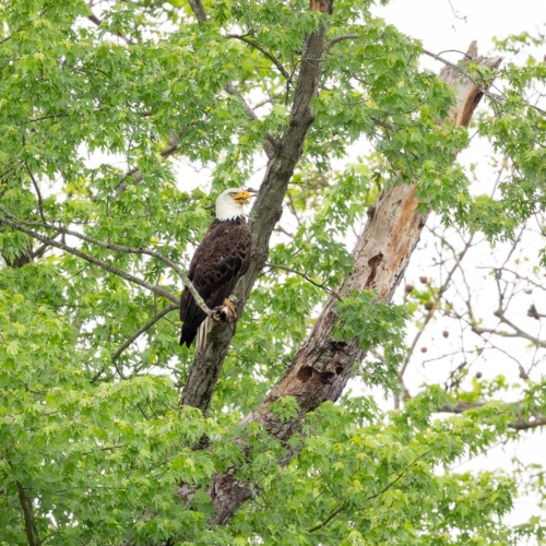 Bald Eagle perched in a tree