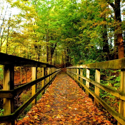 Bridge covered in leaves