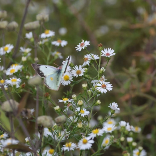 Butterfly on a flower