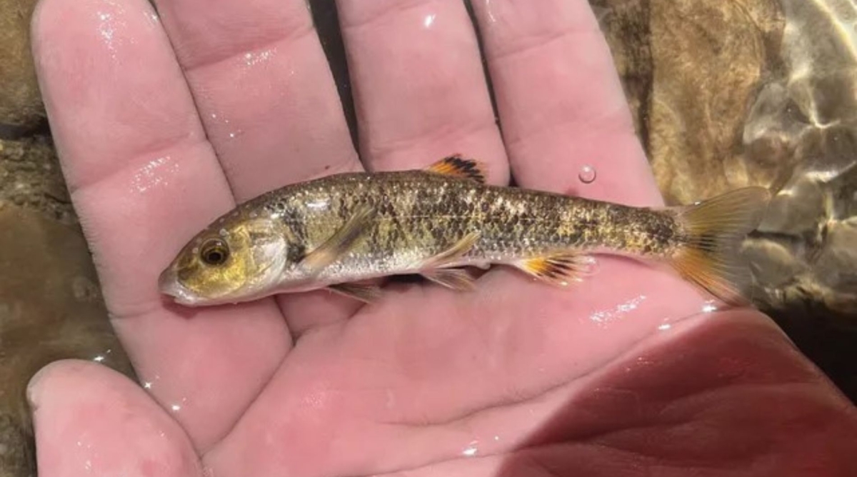 Central stoneroller being held in a hand during stream surveys