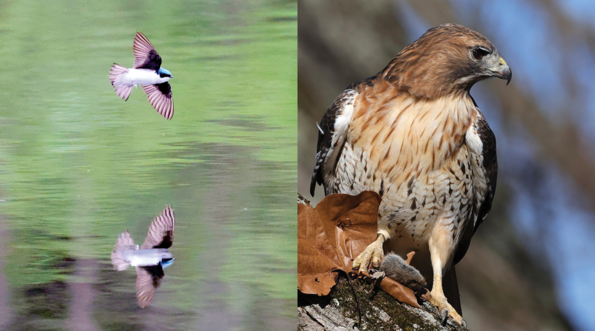 Composite image of tree swallow and red-tailed hawk with a vole in its talons at Big Bend, both by Erin Krumpe