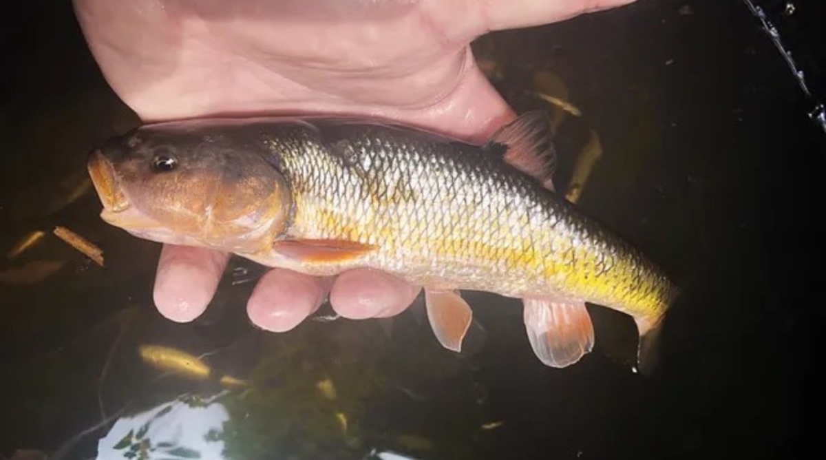 Creek chub being held in a hand during stream surveys