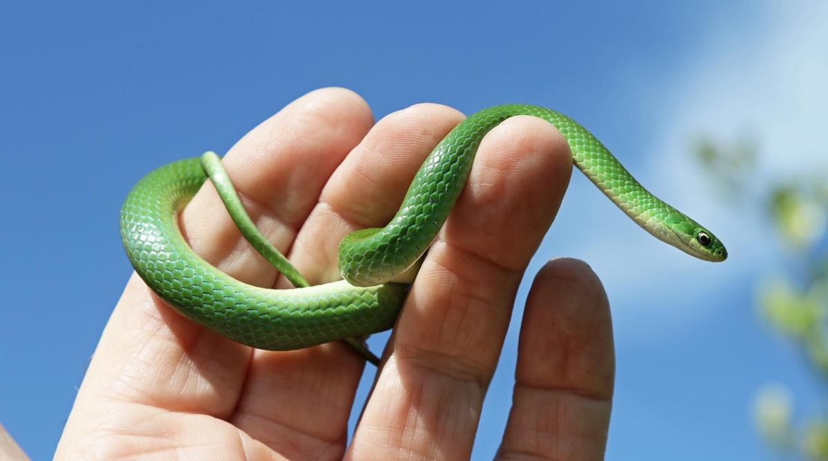 hand examining a rare green snake