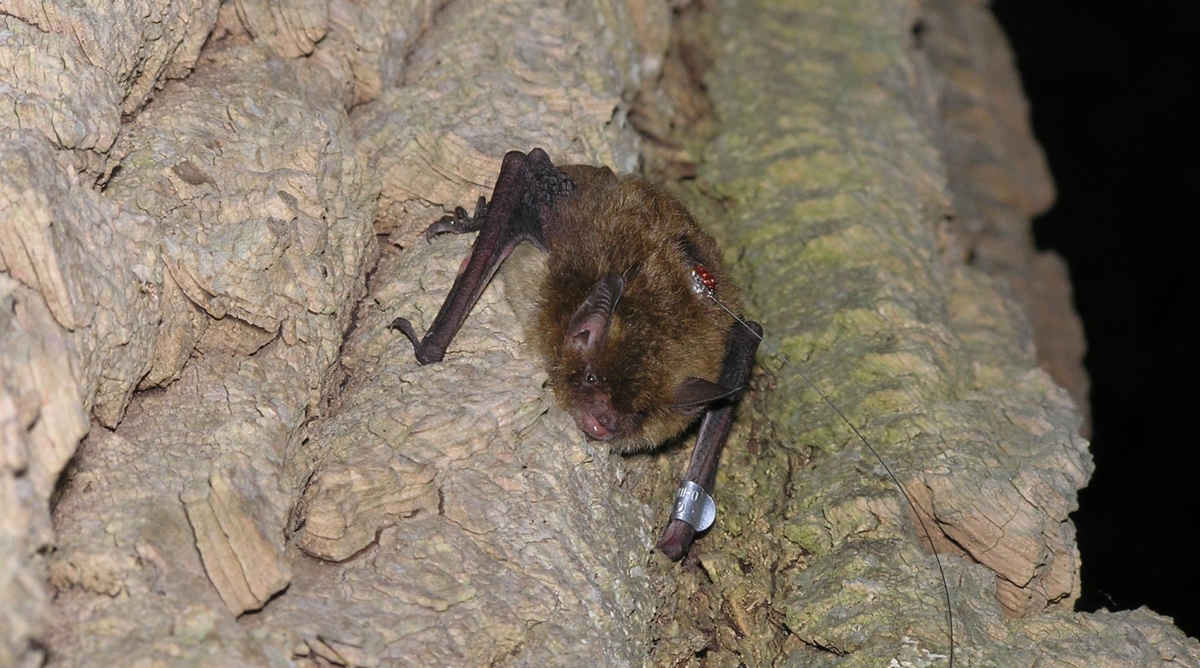 Bat perched in a cave