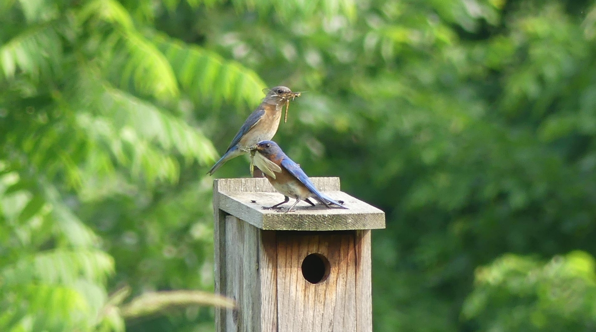 Two birds sitting atop a bird feeder