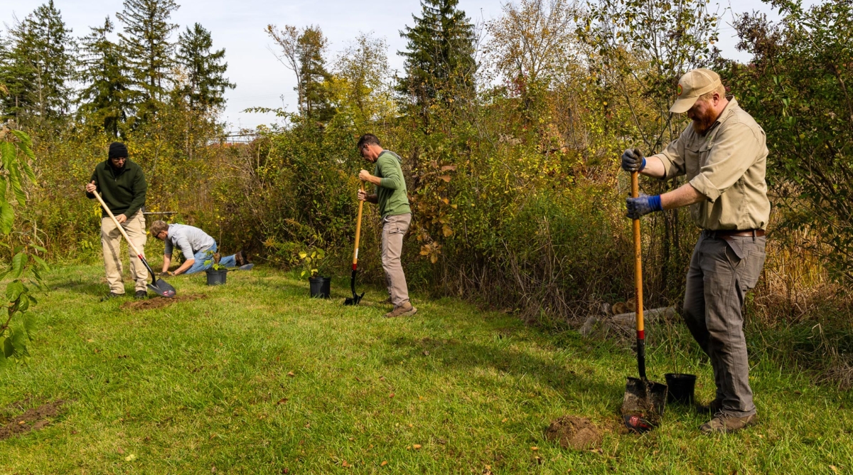 Three people digging holes and planting trees