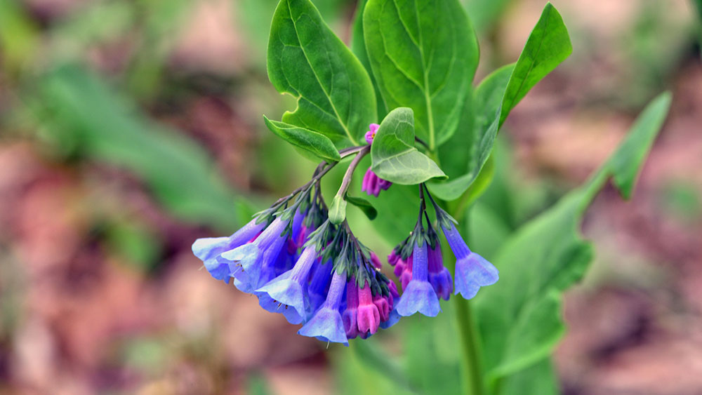 blue and violet flowers with green leaves