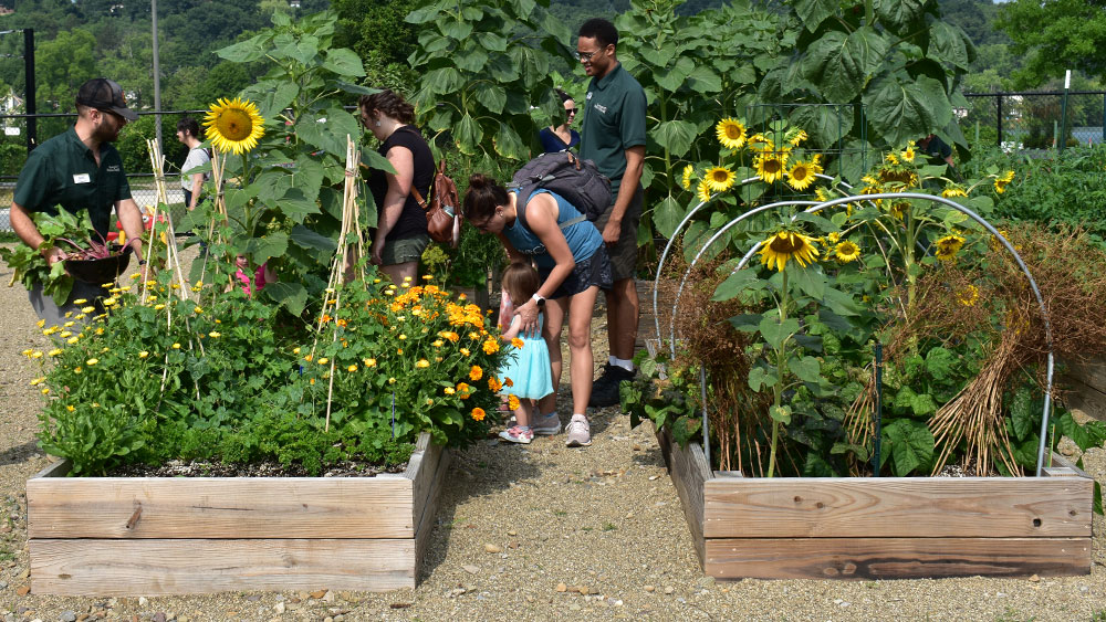 Several people in a garden full of raised beds with grown plants.