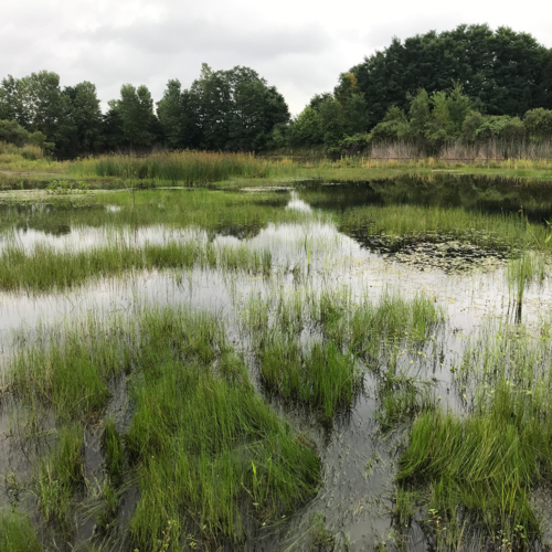 A wetland filled with green grasses, various other plants and water.