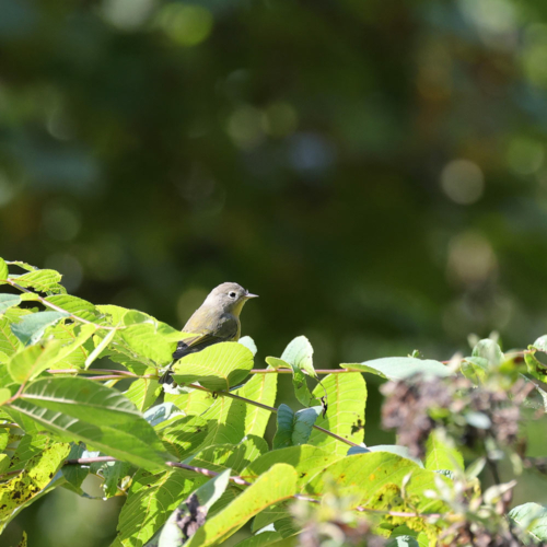 A small gray bird is perched among the green leaves of a tree.