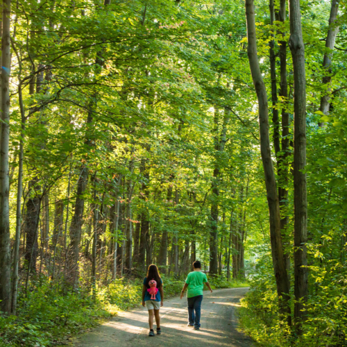 Two kids walk along dirt trail surrounded by towering green trees.