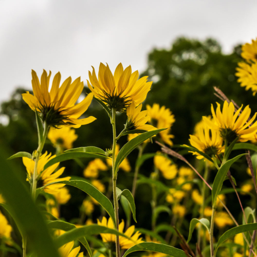 Tall yellow flowers reach toward a cloudy sky.