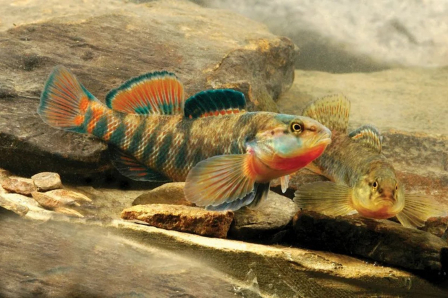 Rainbow darter in stream