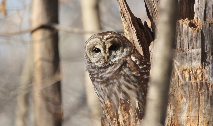 Owl sitting in a dead tree